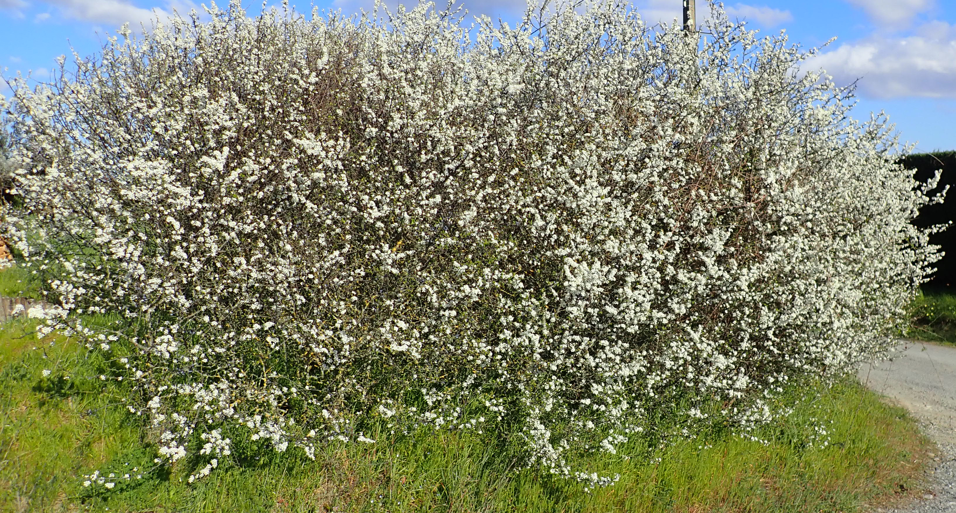 prunus%20spinosa%20haie%20fleur%2020210325%20Remi%20Chabert%20CC%20BY%20NC%20SA%204.0